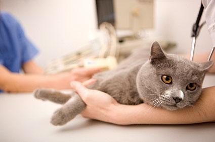 Sick Cat