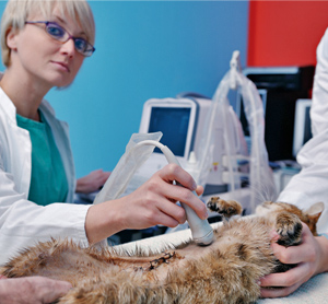 Knowing-Your-Sick-Cat