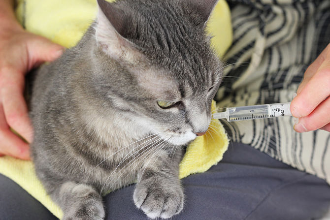 Managing-And-Treating-A-Sick-Cat