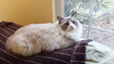 benefits-of-using-natural-remedies-for-sick-cat