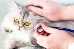 Animal doctor